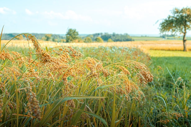 Gutschein für regionalen Genuss