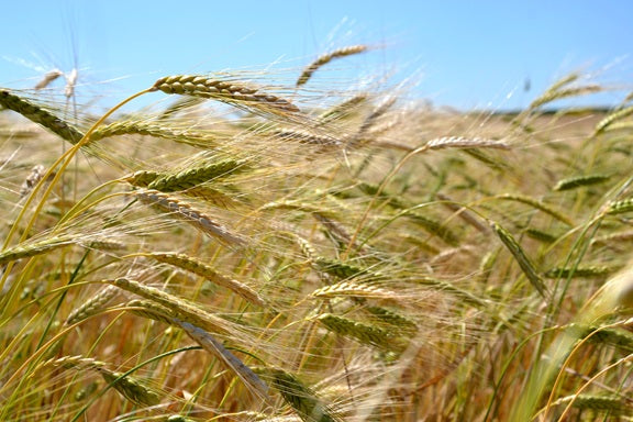 Emmerlinge - Emmer-Vollkornnudeln