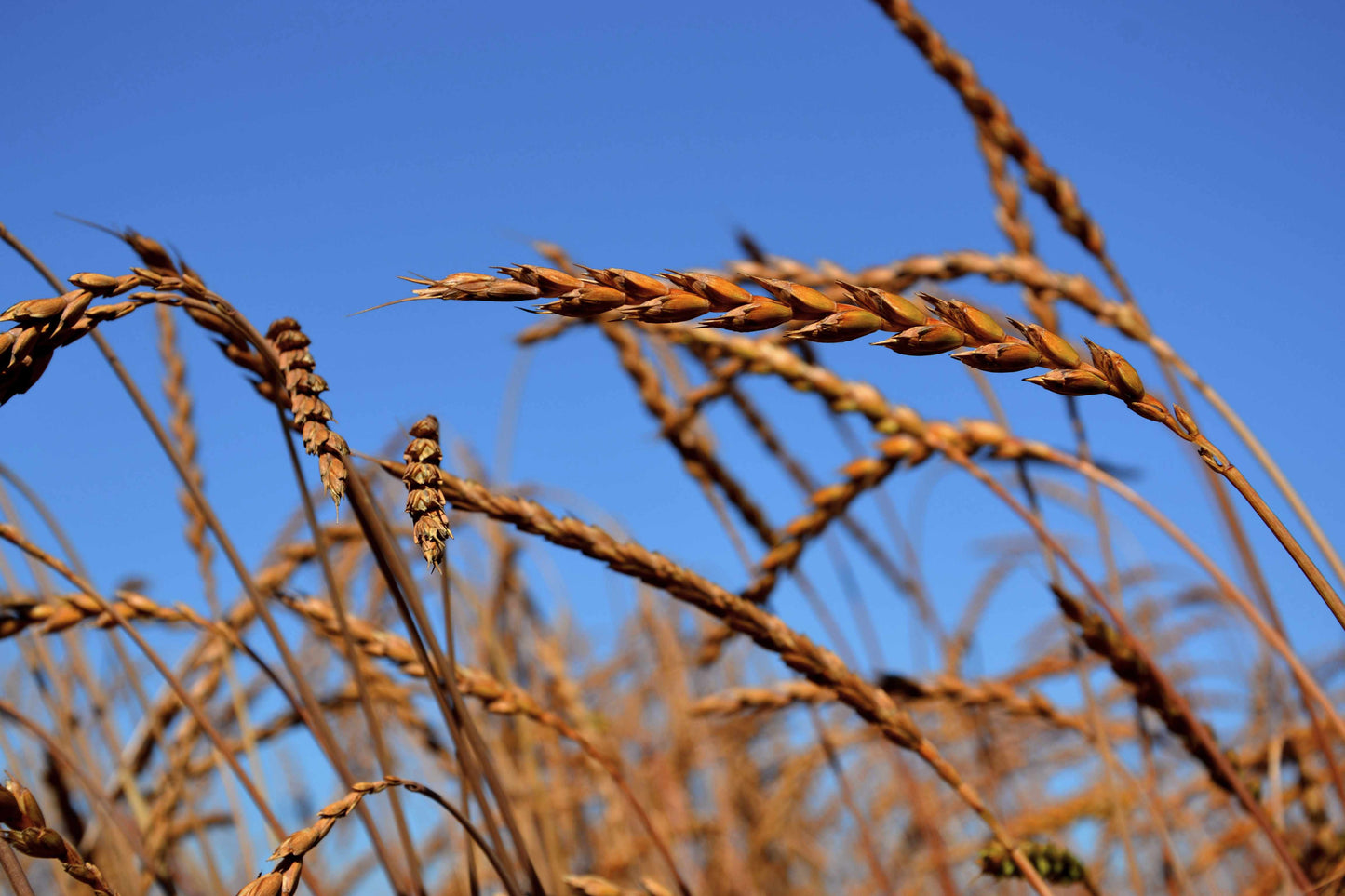 Gepuffter Honig Dinkel