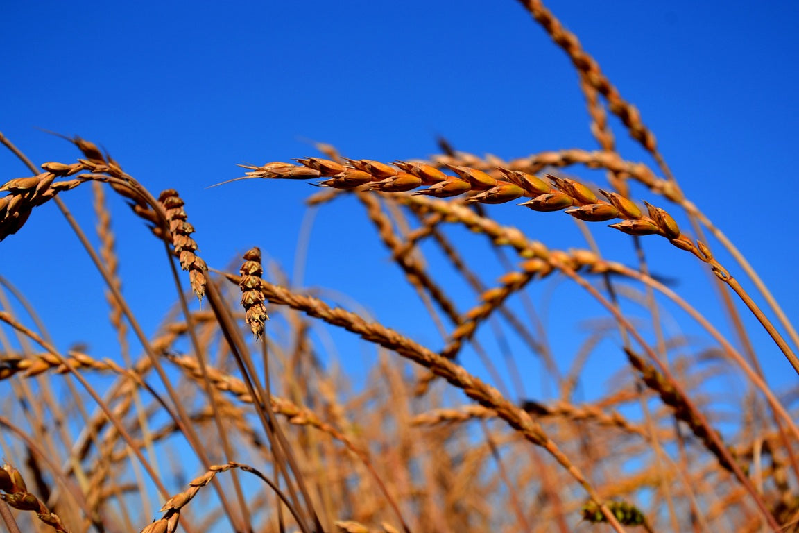 Dinkelino - Kochdinkel