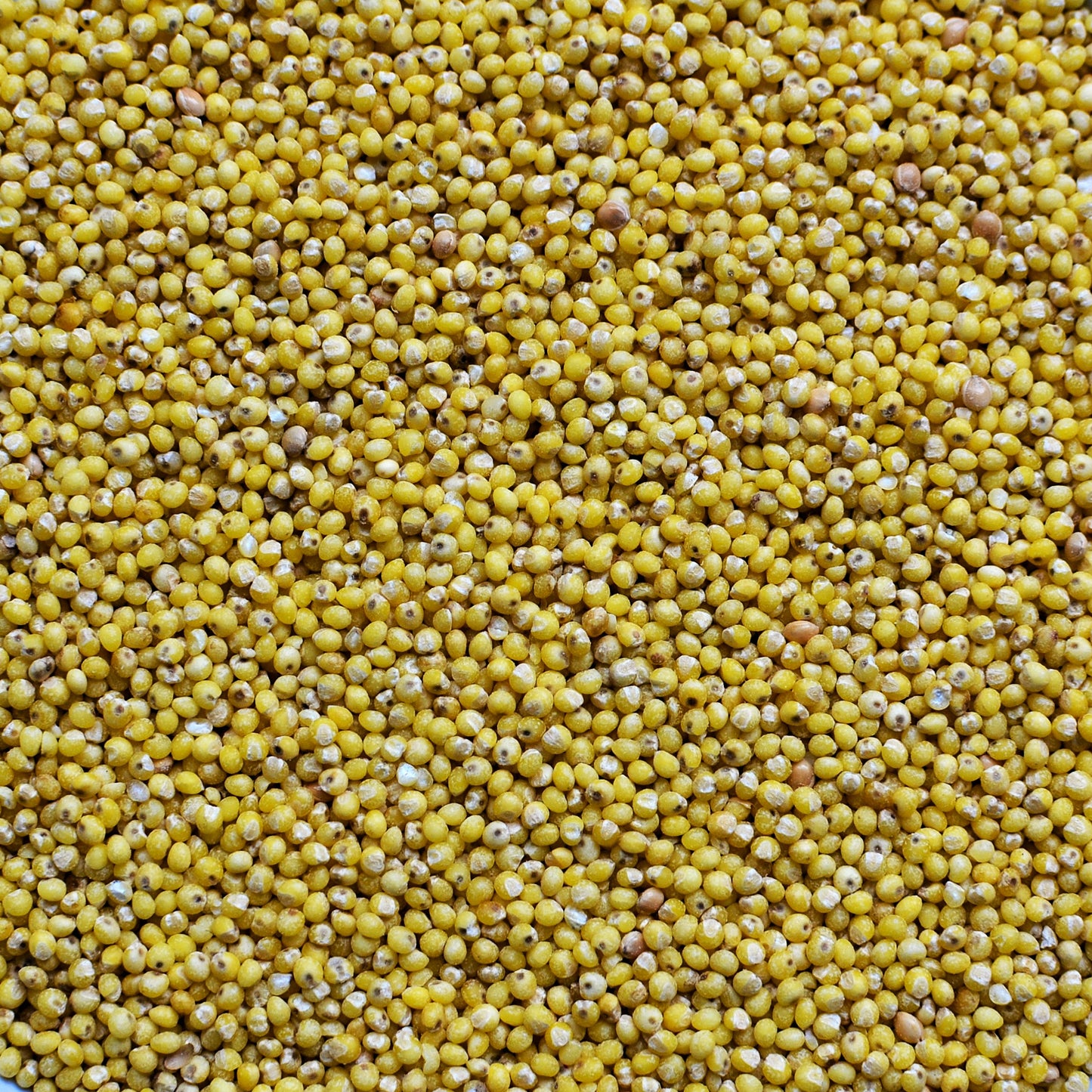 Hirse aus deutschem Anbau