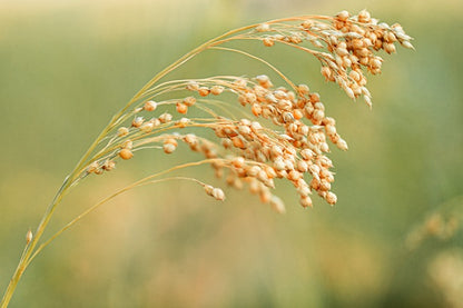 Hirse aus deutschem Anbau