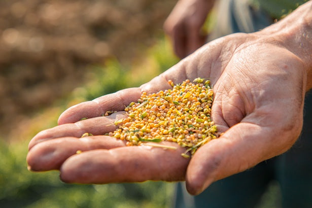 Hirse aus deutschem Anbau