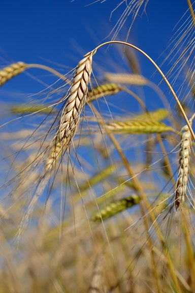 Emmerlinge - Emmer-Vollkornnudeln